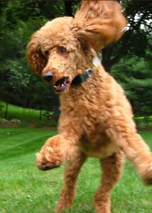 Running Poodle